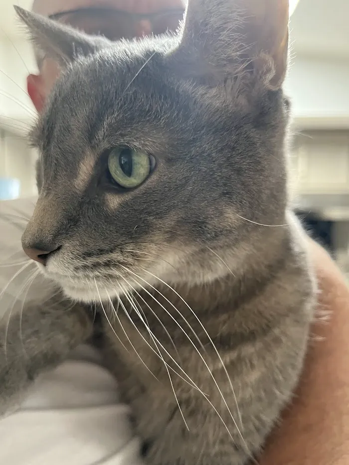 Blue Cross Veterinary Clinic 12
