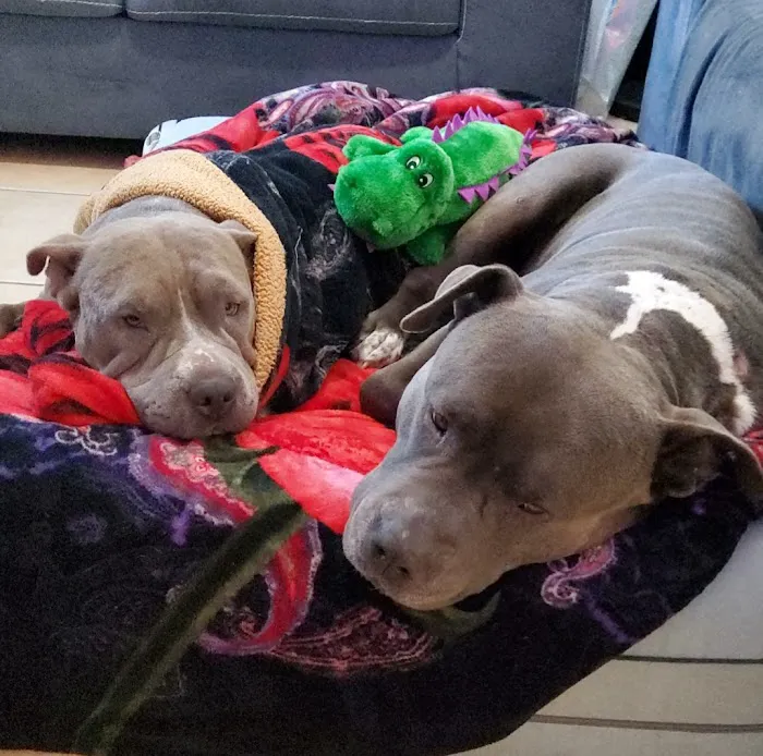 Animal Care Hospital of Phoenix 12