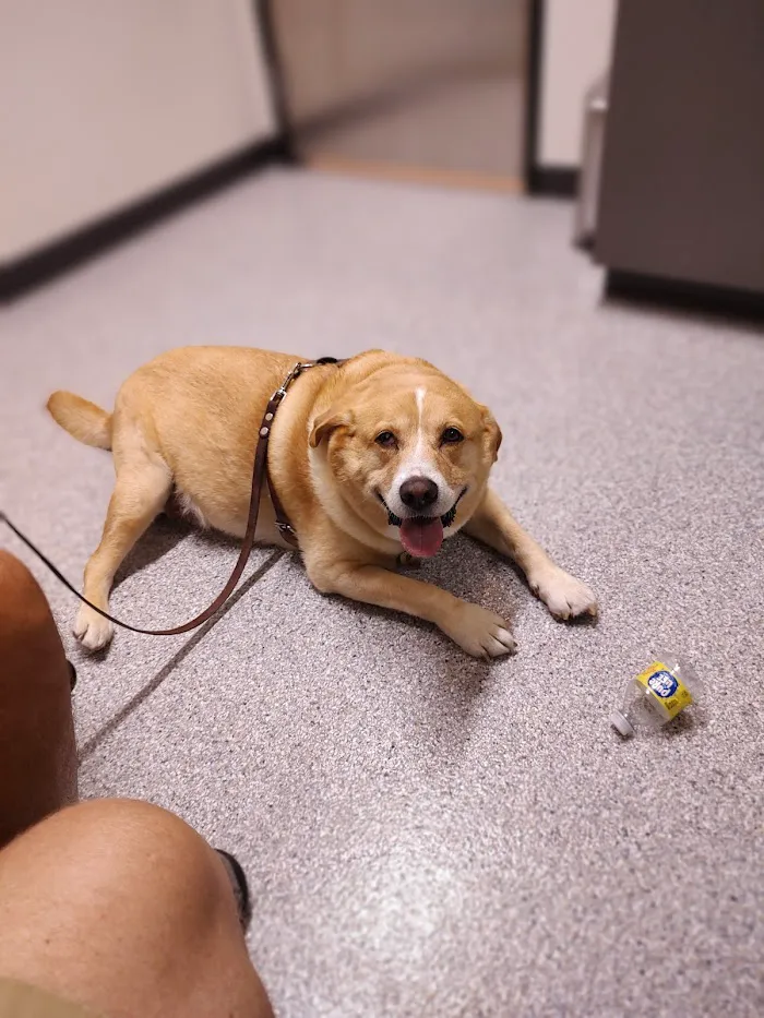 Animal Care Hospital of Phoenix 12