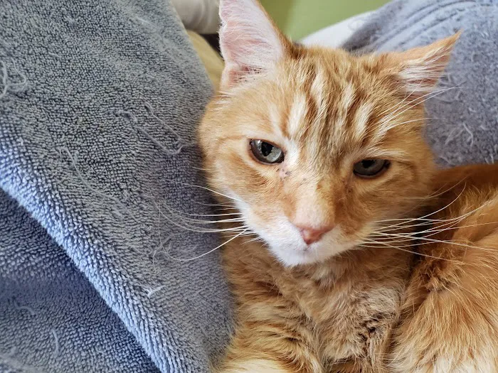 Animal Care Hospital of Phoenix 12