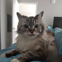 Animal Care Hospital of Phoenix ico