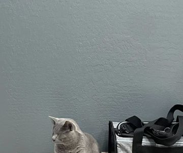 Desert View Animal Hospital