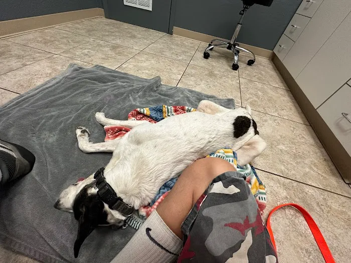 Desert View Animal Hospital 12