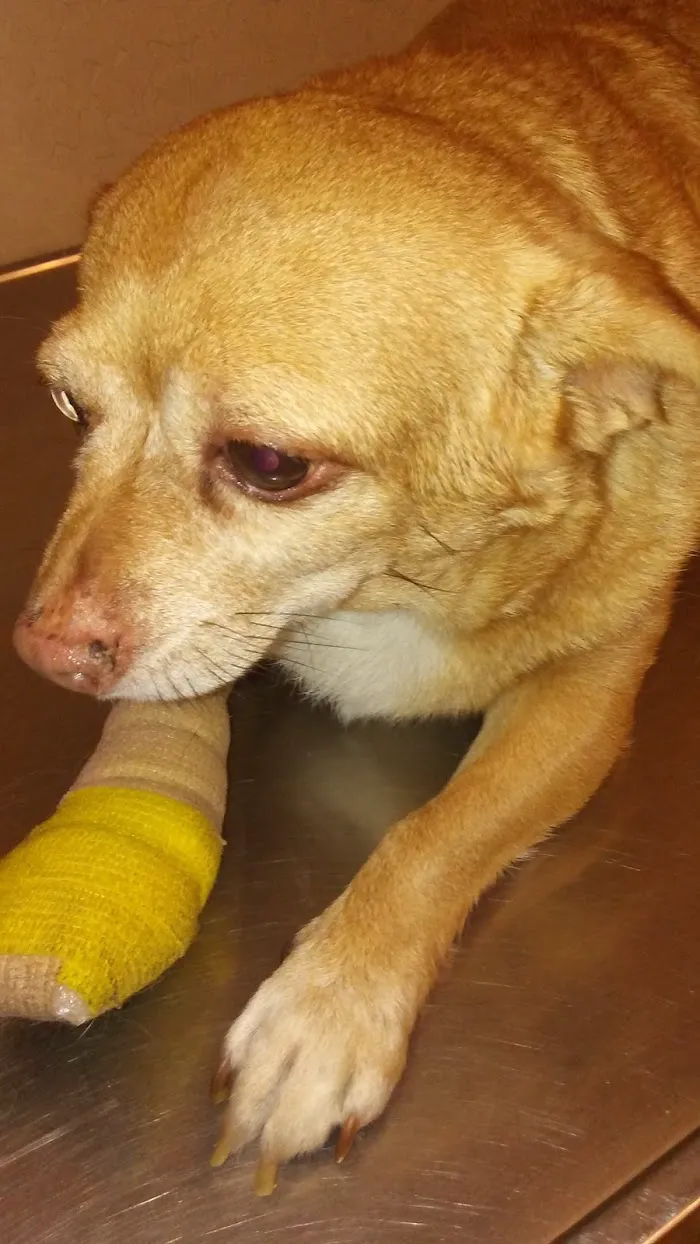 Desert View Animal Hospital 12