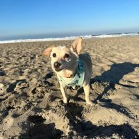 Adobe Animal Hospital ico
