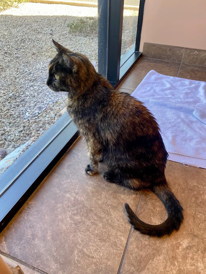 Scottsdale Cat Clinic 12