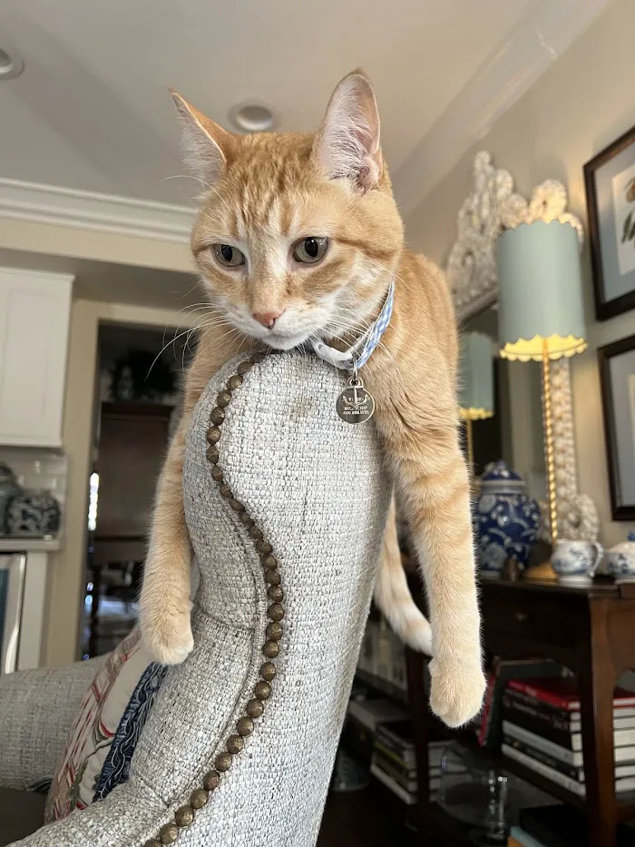 Scottsdale Cat Clinic 12