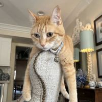 Scottsdale Cat Clinic ico