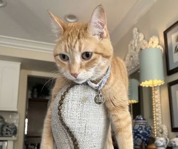 Scottsdale Cat Clinic