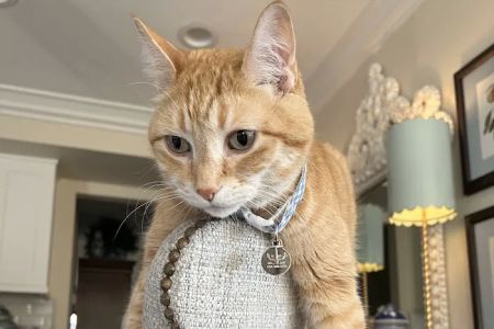 Scottsdale Cat Clinic