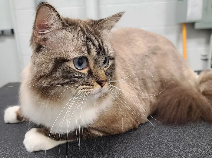 Scottsdale Cat Clinic 12