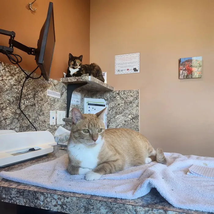 Scottsdale Cat Clinic 12