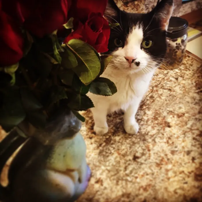 Scottsdale Cat Clinic 12