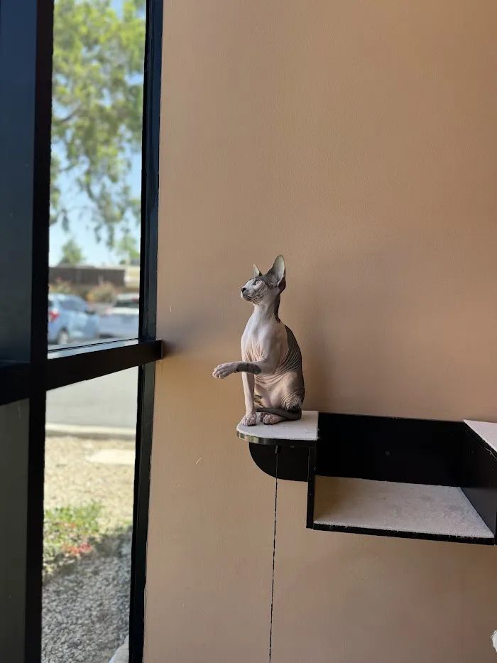 Scottsdale Cat Clinic 12