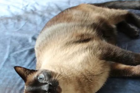 24 Hour Emergency Vet