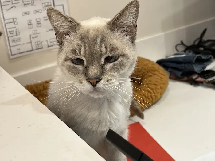 24 Hour Emergency Vet 8