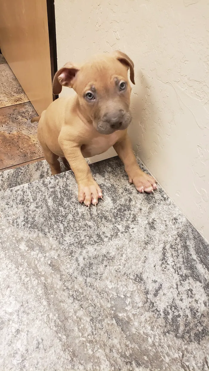 24 Hour Emergency Vet 10