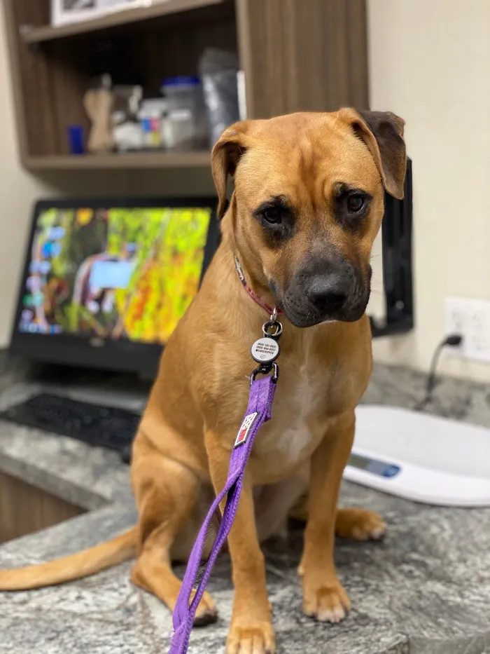 24 Hour Emergency Vet 4