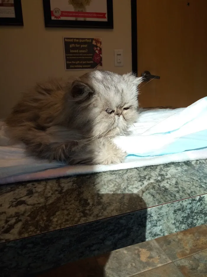 24 Hour Emergency Vet 6