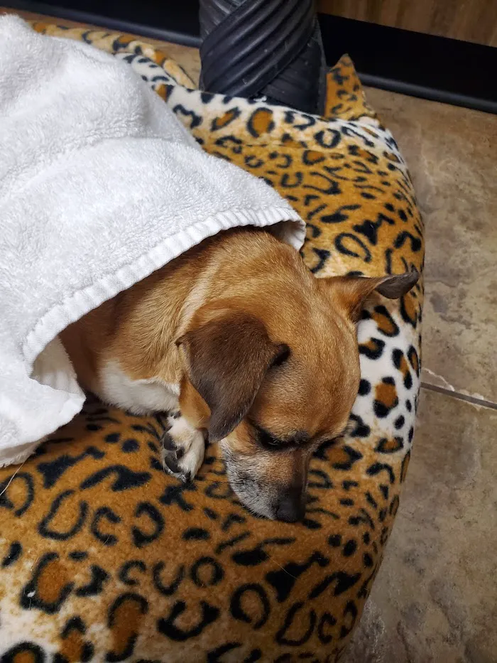 24 Hour Emergency Vet 9