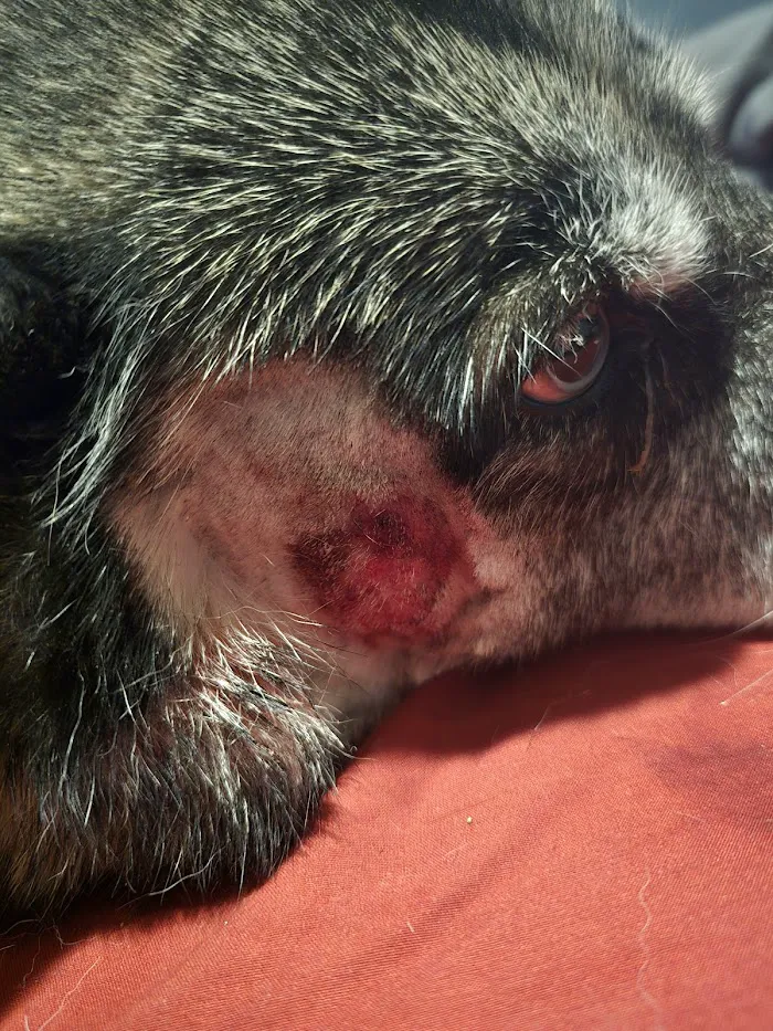 24 Hour Emergency Vet 7