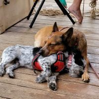 Indian School Animal Hospital ico