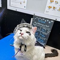 Kaibab Animal Hospital ico
