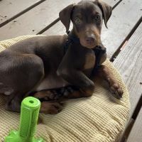 Saguaro Veterinary Clinic ico