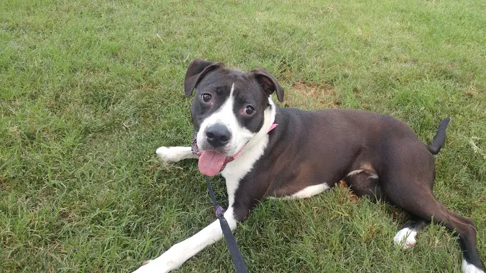Ingleside Animal Hospital 1