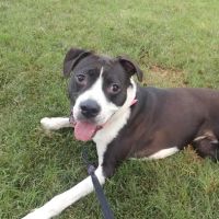 Ingleside Animal Hospital ico