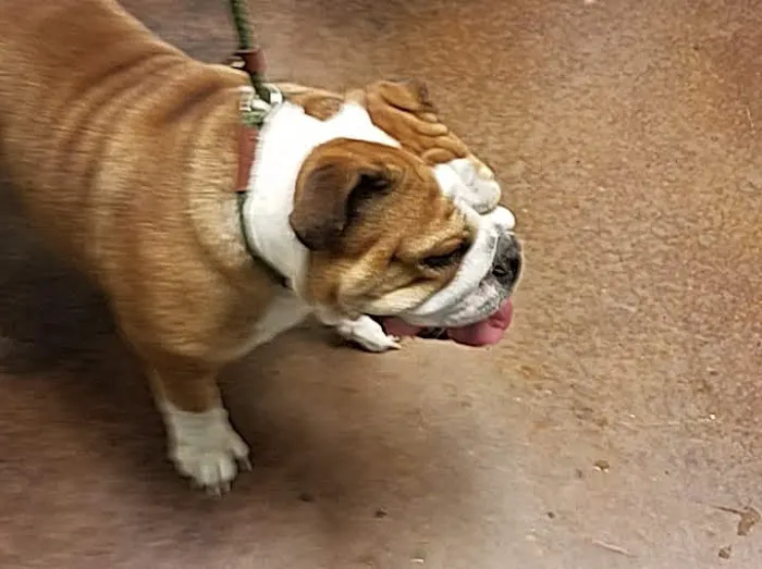 Ingleside Animal Hospital 6