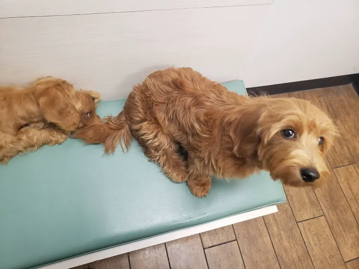 Hayden Road Animal Hospital 12