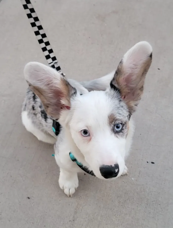 Hayden Road Animal Hospital 12