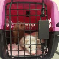 Hayden Road Animal Hospital ico