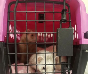 Hayden Road Animal Hospital