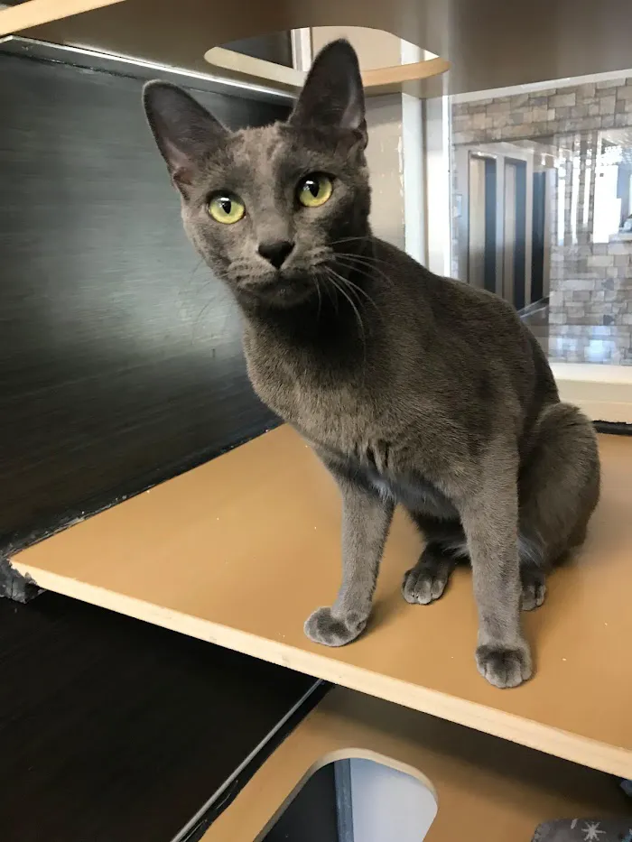 Tempe Lake Veterinary Clinic & Pet Resort 12