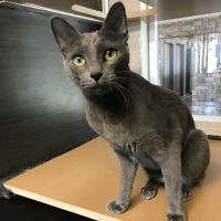 Tempe Lake Veterinary Clinic & Pet Resort ico