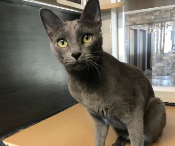Tempe Lake Veterinary Clinic & Pet Resort