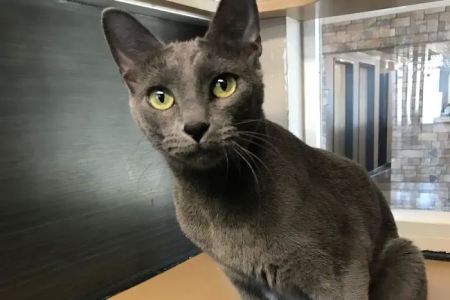Tempe Lake Veterinary Clinic & Pet Resort