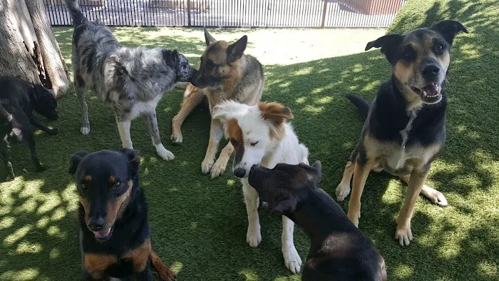 Tempe Lake Veterinary Clinic & Pet Resort 12