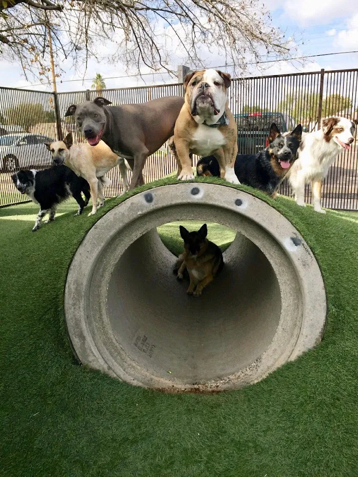 Tempe Lake Veterinary Clinic & Pet Resort 12