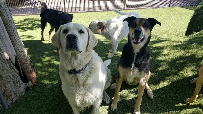 Tempe Lake Veterinary Clinic & Pet Resort 12