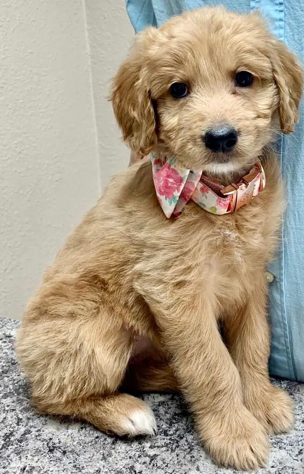 Tempe Lake Veterinary Clinic & Pet Resort 12