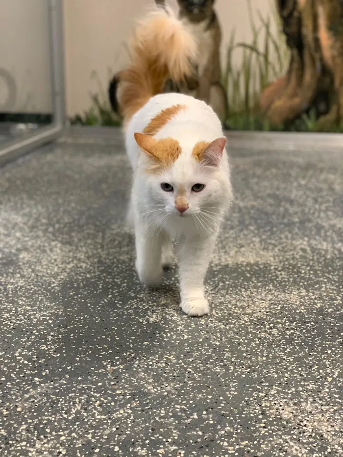 Tempe Lake Veterinary Clinic & Pet Resort 12