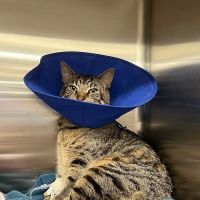Veterinary Emergency Group ico