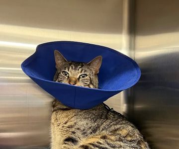 Veterinary Emergency Group