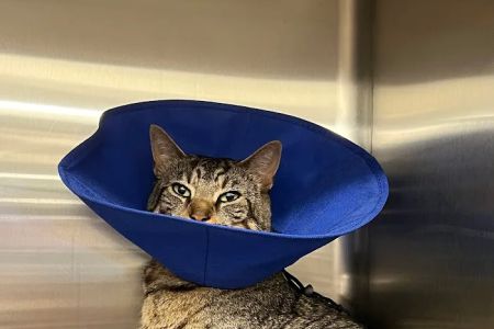 Veterinary Emergency Group