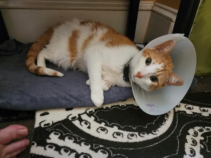 Harmony Vet Care of Oldsmar 12