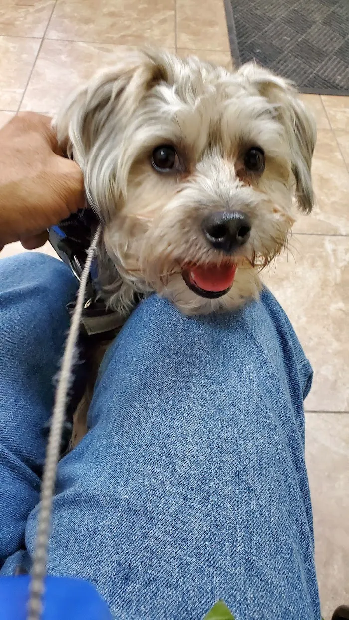 Harmony Vet Care of Oldsmar 12