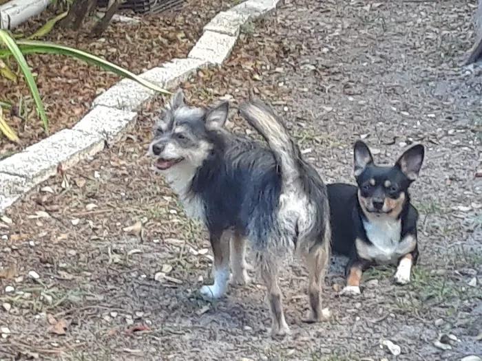 Harmony Vet Care of Oldsmar 12